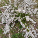 ユキヤナギ