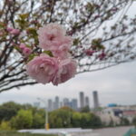 ヤエザクラ